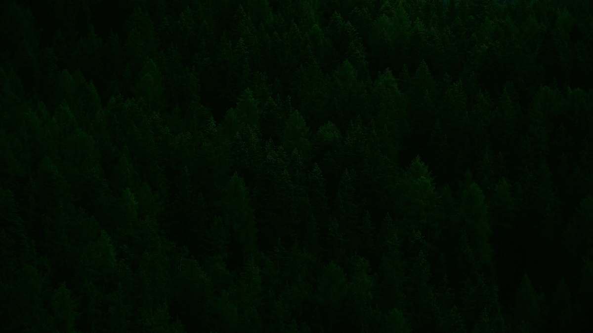 province of bolzano - south tyrol bird's eye view of green trees italy